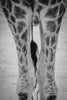 A giraffe's legs and legs are shown in black and white