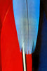 Close-up of colorful parrot feathers.
